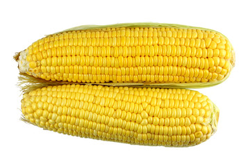 corn isolated on white background