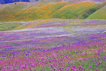 Carpet of colorful wildflowers near Arvin, California