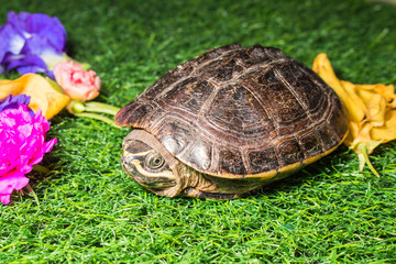 turtle on green grass texture background eco concept, asia, thai