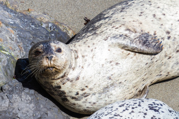 Seal in California