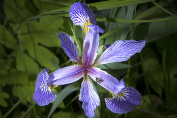 Purple iris wildflower in wetlands of White Memorial, Connecticu