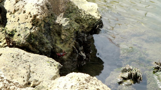 South Florida Red Crab eating on rocks near the water 