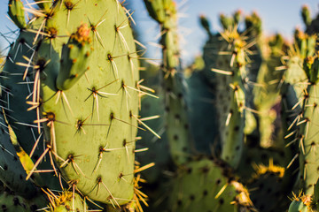 Prickly Pear Cacti