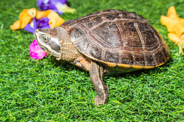 turtle on green grass texture background eco concept, asia, thai