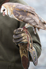 Barn Owl resting