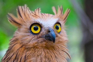 The Owl