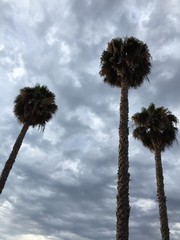 three palm trees on a cloudy day