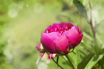 Peony on blurred garden background