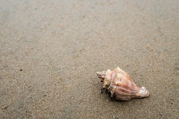 Shell on Sand