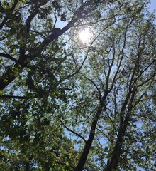 sun shining through trees