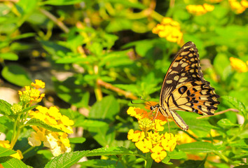 butterfly and flower in spring