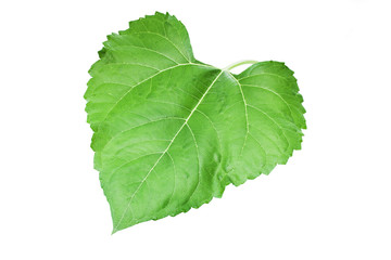 leaf of sunflower on isolate background