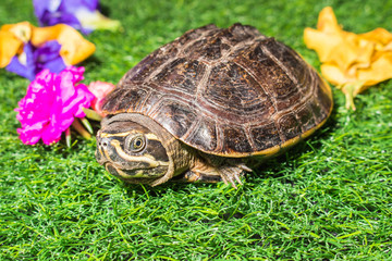 turtle on green grass texture background eco concept, asia, thai