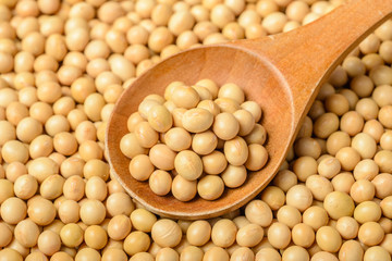 food background of yellow raw soybean, tilt shift lens