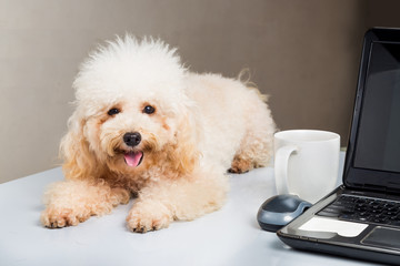 Cute poodle puppy resting on office desk with laptop computer