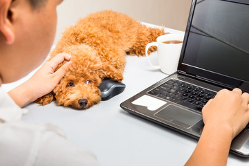 Cute poodle puppy accompany person working with laptop computer