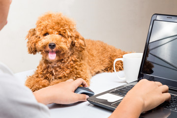Cute poodle puppy accompany person working with laptop computer