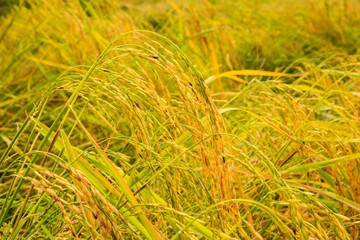 Rice Field in Thailand.
