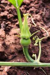Young Kabocha Squash.