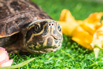 turtle on green grass texture background eco concept, asia, thai
