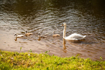 swan and chick swans on the lake