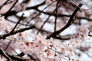 Sakura flower or cherry blossoms.