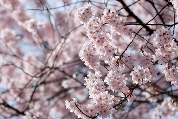 Sakura flower or cherry blossoms.