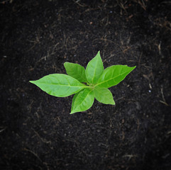 Plant grow , concept