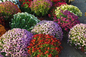 Blossoming flowerbeds