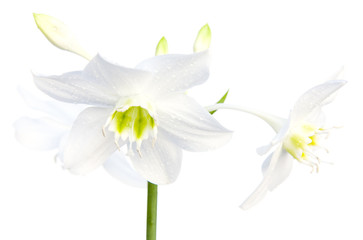 Obraz premium fleur blanche d'amaryllis sur fond blanc 
