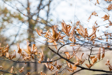 Colorful autumn leaves