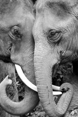 Black and white close-up photo of two elephants being affectionate.