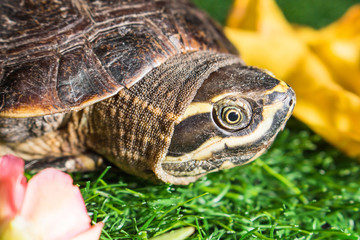 turtle on green grass texture background eco concept, asia, thai