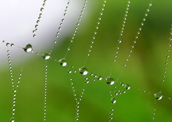 Spider web with dew drops closeup 