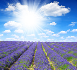 Lavender flower blooming scented fields in Provence - France
