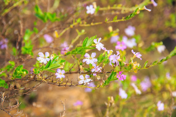 Abstract Spring Blossom Background.