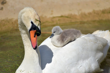 Cygnet sitting on back of swan, Abbotsbury, Dorset