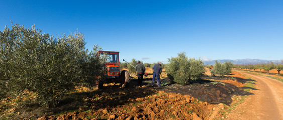 Farmers with tractor harvesting olives