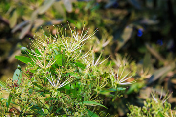 Maerua siamensis (Kurz) Pax, Plant on Thailand.