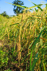 Rice Field in Thailand.