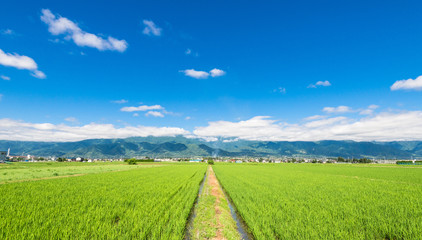Fototapeta premium 信州 安曇野の田園風景 