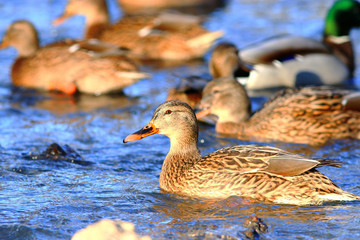 landscape wildlife duck drakes