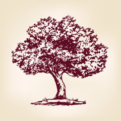 Tree hand drawn vector llustration realistic sketch