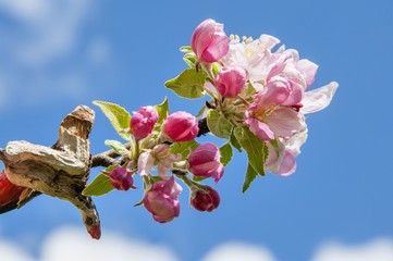 Apple tree flowers against the blue sky