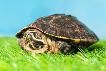 Obraz premium turtle on green grass texture background eco concept, asia, thai