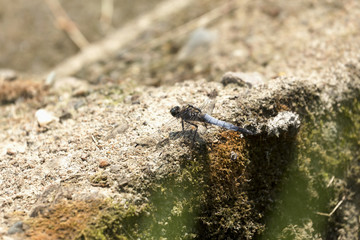 Dragonfly in the Nature
