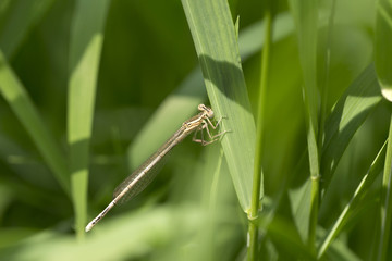 Dragonfly in the Nature
