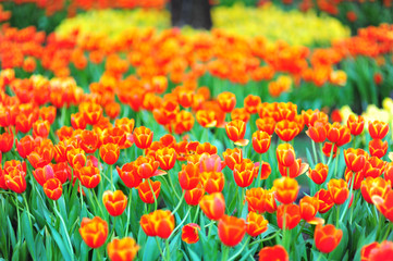 colorful tulips, tulips in spring