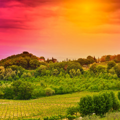 Vineyard at Sunset