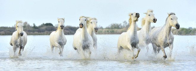 Herd of White Camargue horses running through water